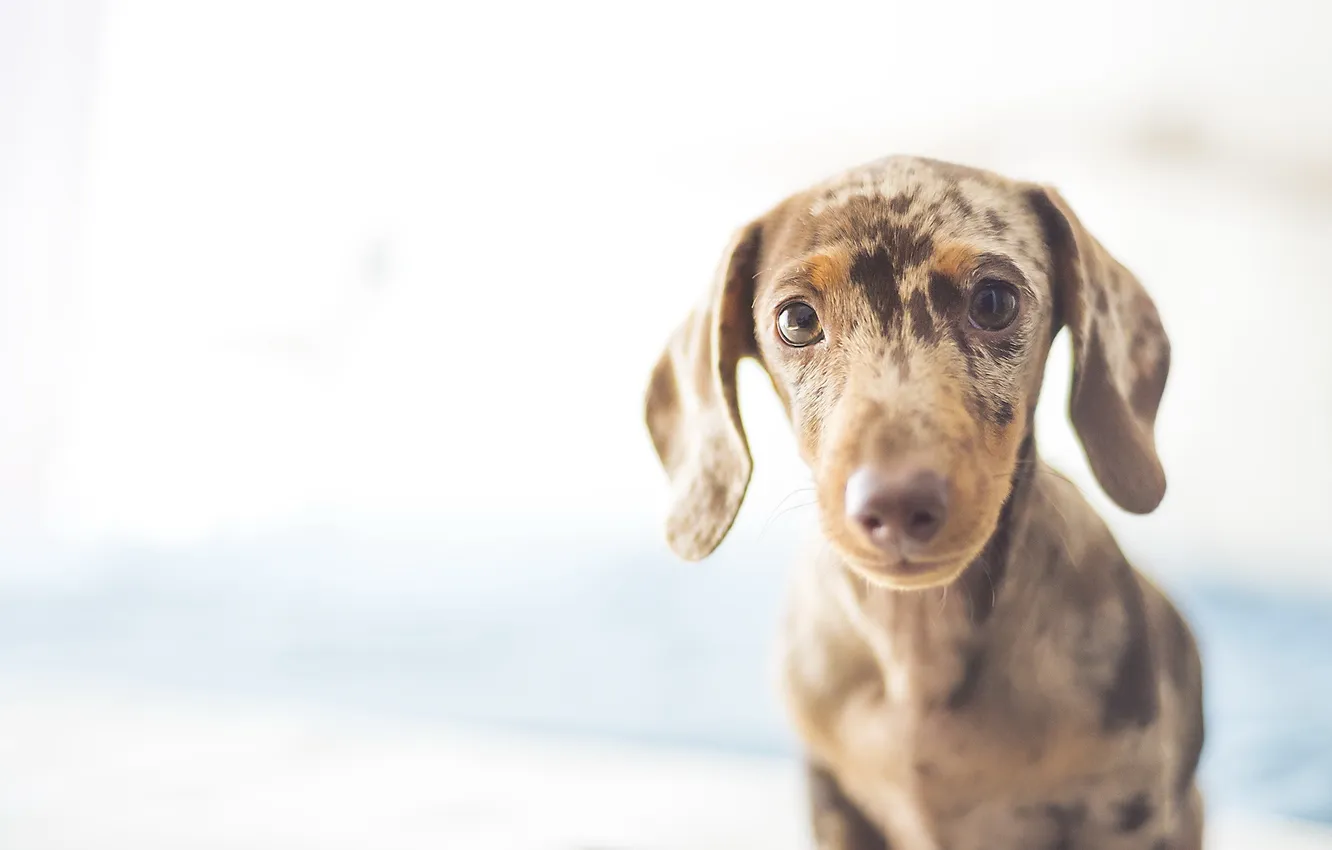 Photo wallpaper look, each, dog