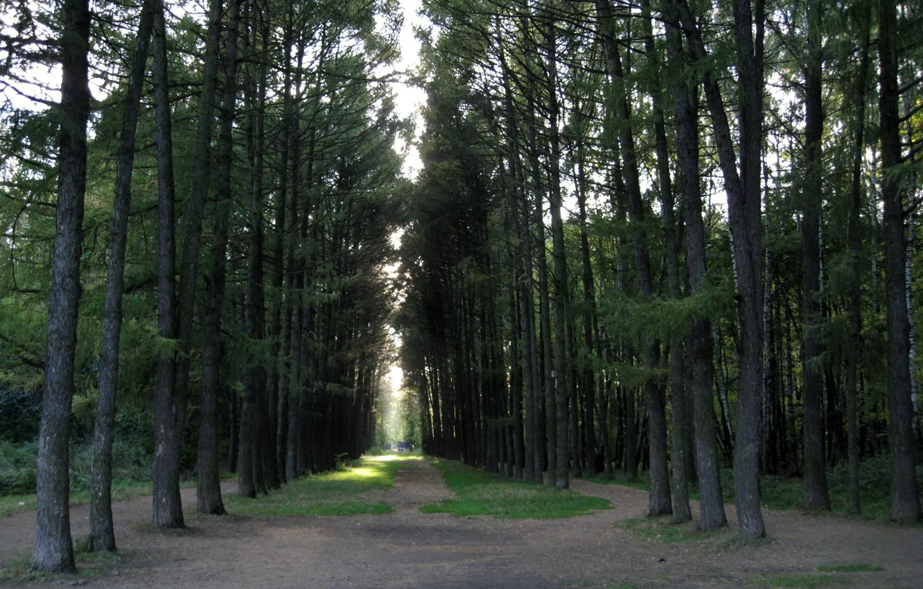 Photo wallpaper Grass, Trees, Forest, Light, Pine, Glimpses