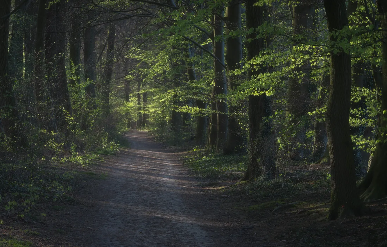 Photo wallpaper road, forest, trees, Germany