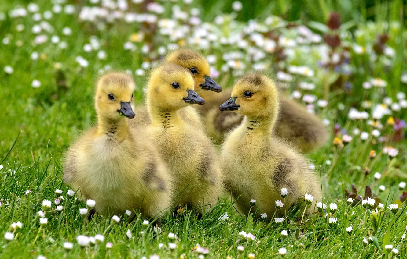 Photo wallpaper grass, flowers, Chicks, the goslings