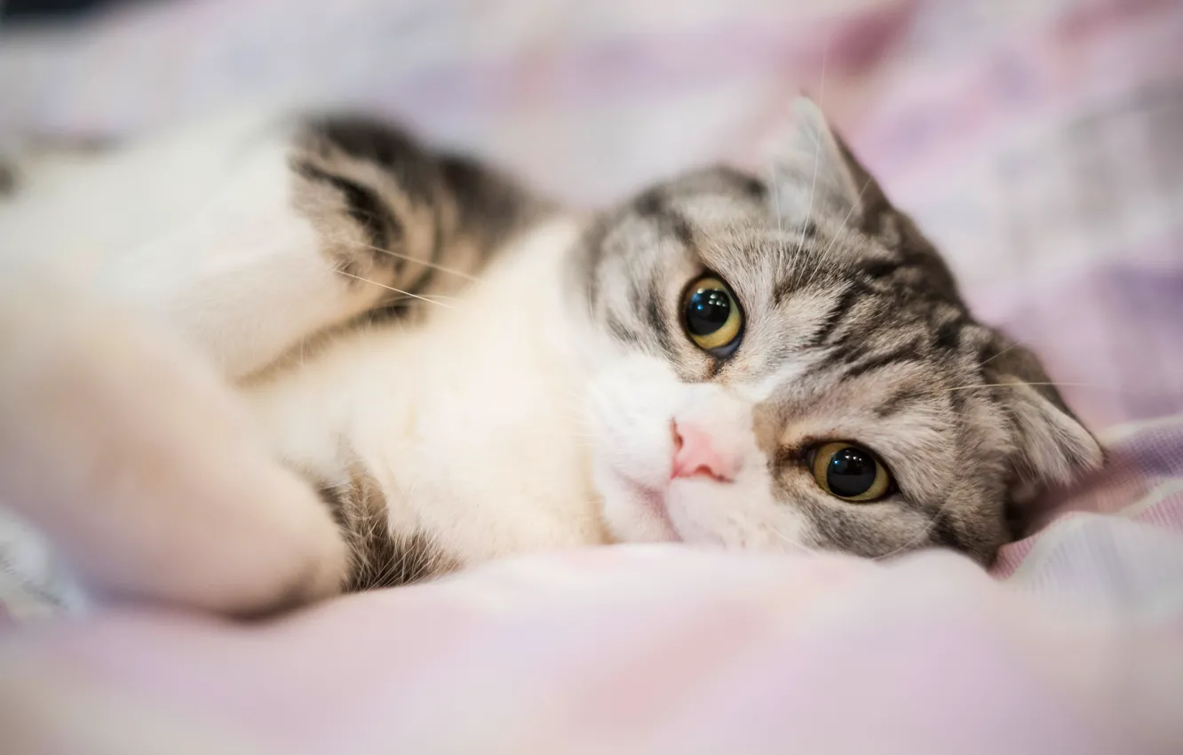 Photo wallpaper cat, eyes, cat, look, grey, sweetheart, bed, portrait
