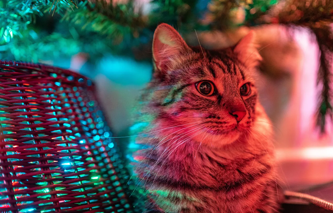 Photo wallpaper cat, cat, look, face, light, branches, Christmas, New year