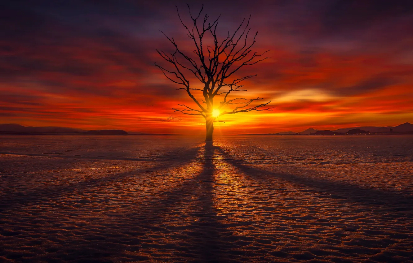 Photo wallpaper landscape, sunset, tree
