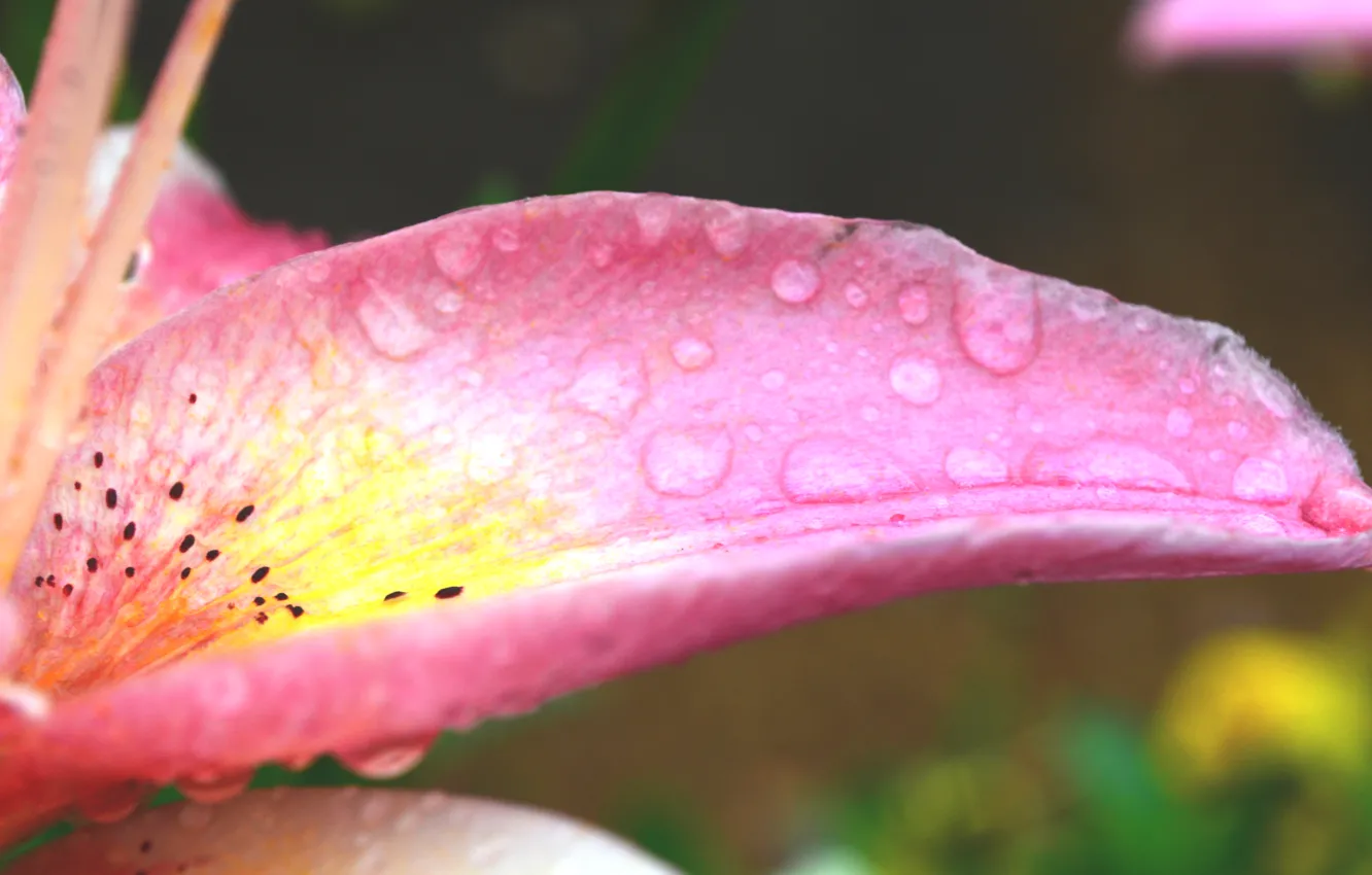 Photo wallpaper flowers, Rosa, Lily, pink
