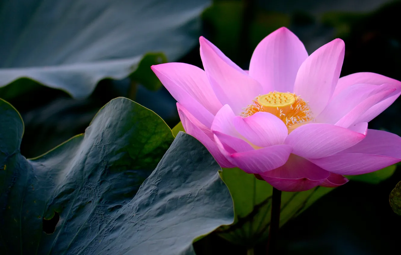 Photo wallpaper leaves, flowers, the dark background, petals, Lotus, pink