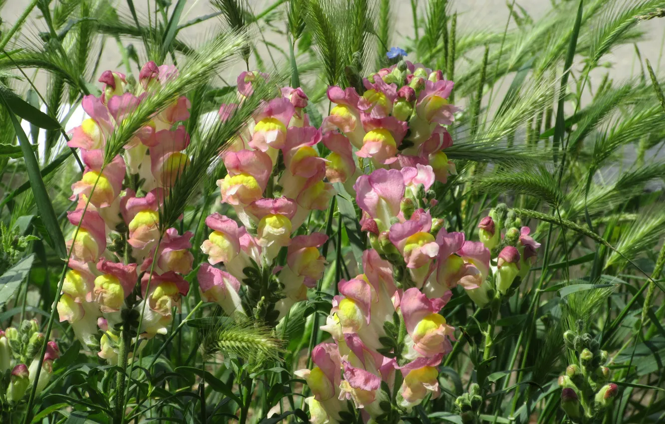 Photo wallpaper Flowers, Snapdragons, Meduzanol ©, Summer 2018, Yellow pink