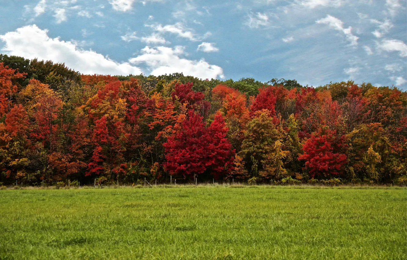 Photo wallpaper autumn, forest, the sky, grass, clouds