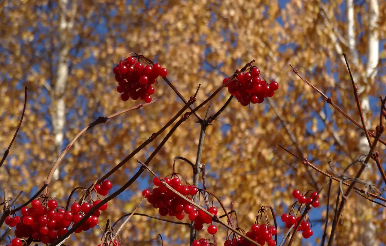 Photo wallpaper autumn, birch, Kalina
