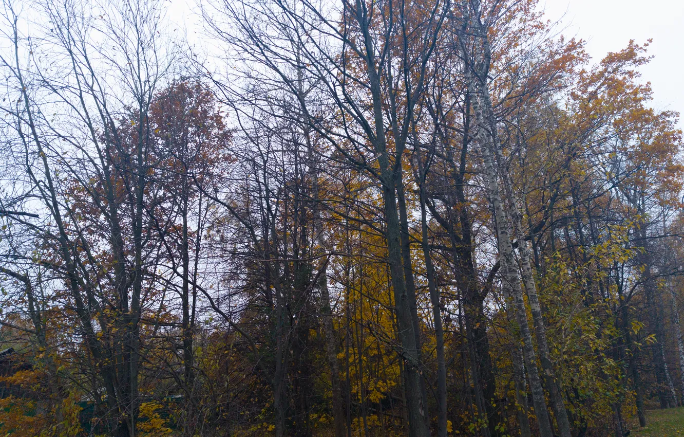 Photo wallpaper autumn, forest, the sky, trees, nature, overcast, October, Moscow