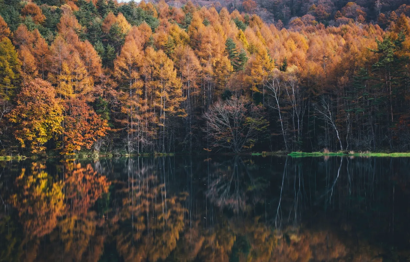 Photo wallpaper autumn, trees, nature, lake, reflection