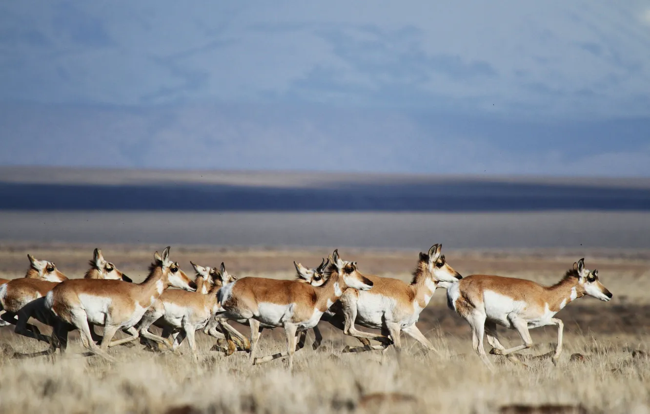 Photo wallpaper field, wildlife, stove, running, pronghorn