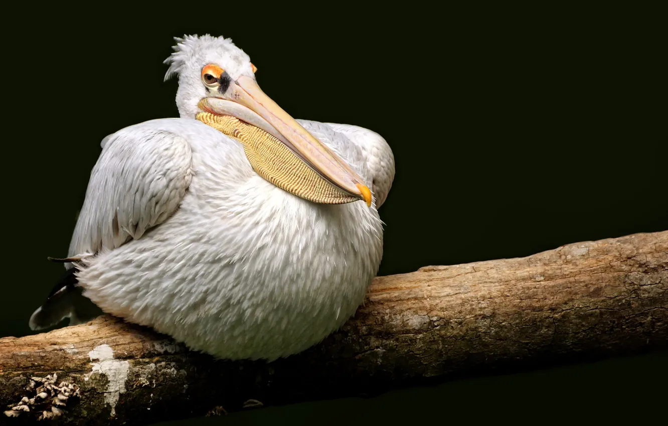 Photo wallpaper nature, bird, Pelican