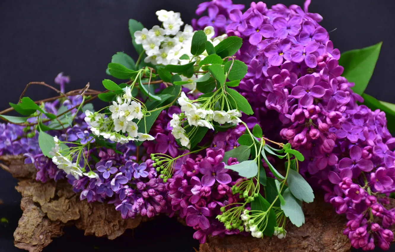 Photo wallpaper spring, flowering, lilac