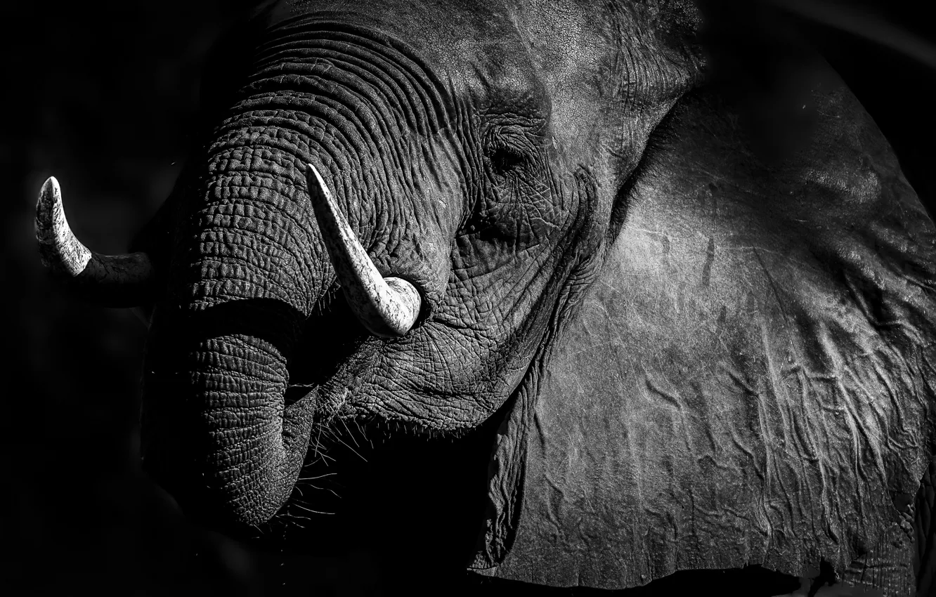 Photo wallpaper nature, background, elephant