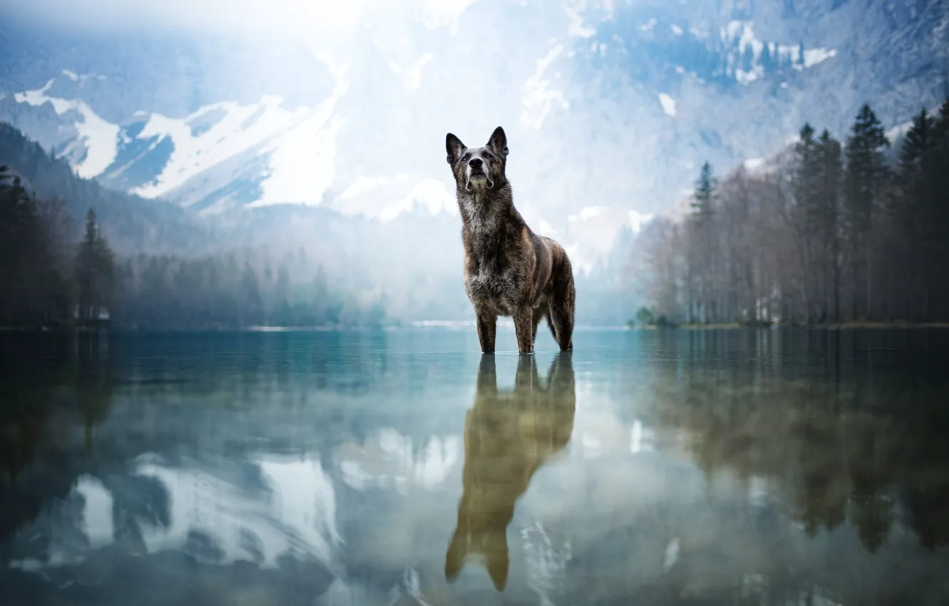 Photo wallpaper winter, forest, look, water, light, snow, landscape, mountains