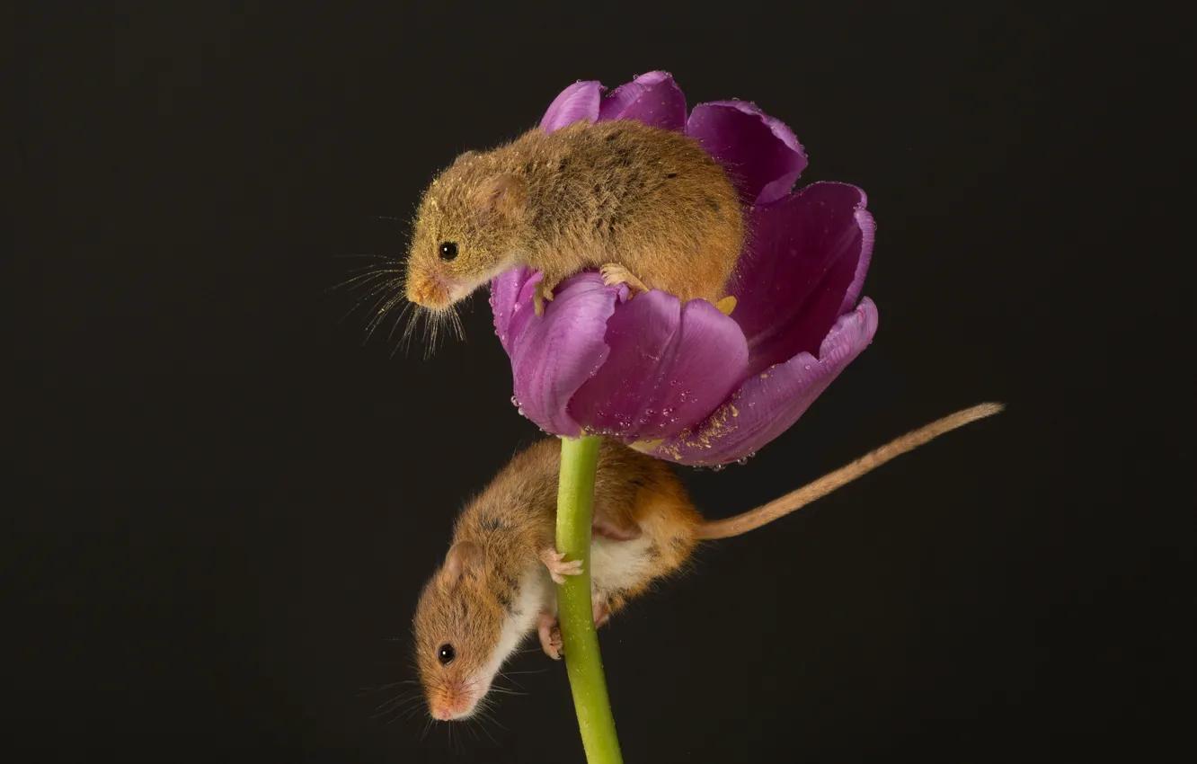 Photo wallpaper pollen, mouse, tulips, baby