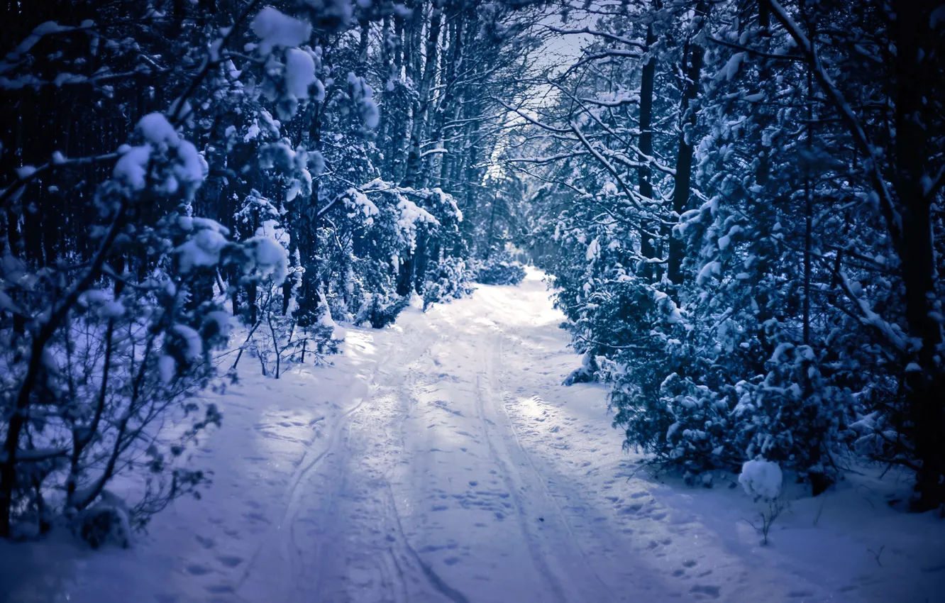 Photo wallpaper winter, road, forest, snow, trees