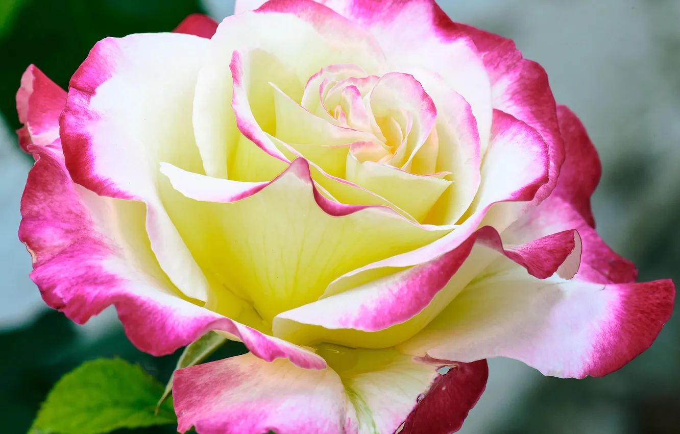 Photo wallpaper macro, roses, petals, buds