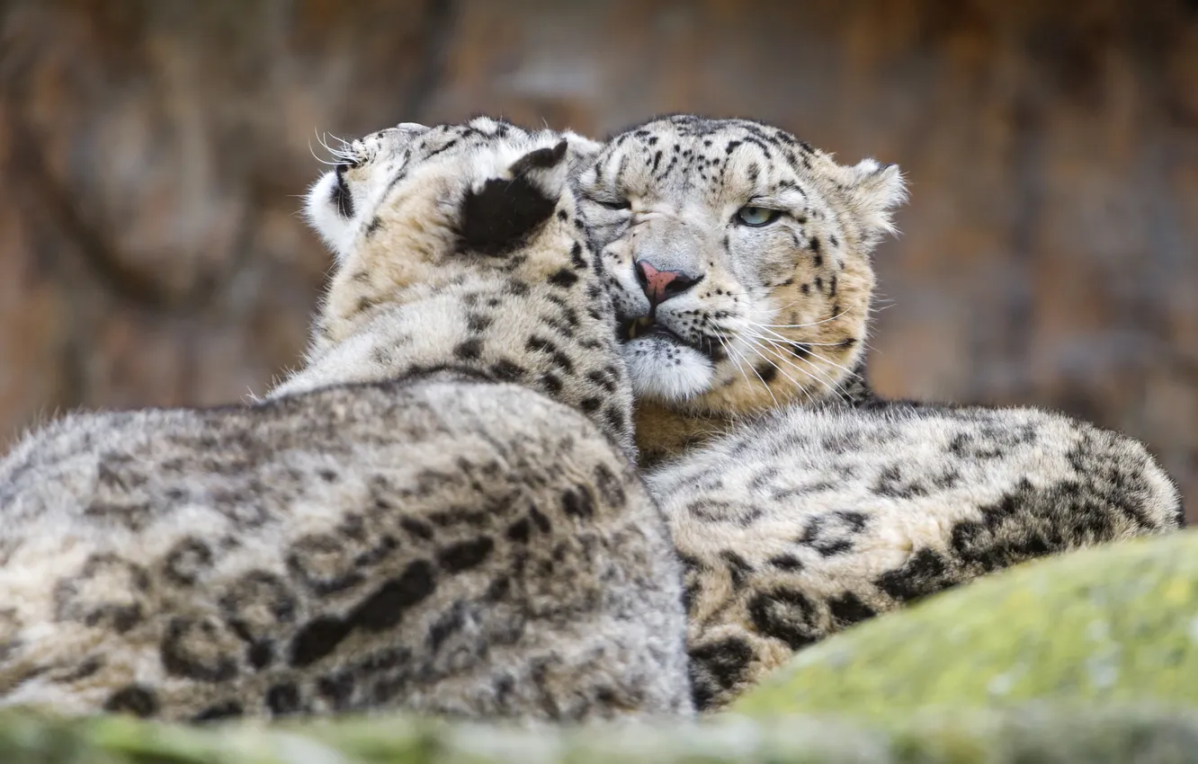 Photo wallpaper cat, pair, IRBIS, snow leopard, ©Tambako The Jaguar