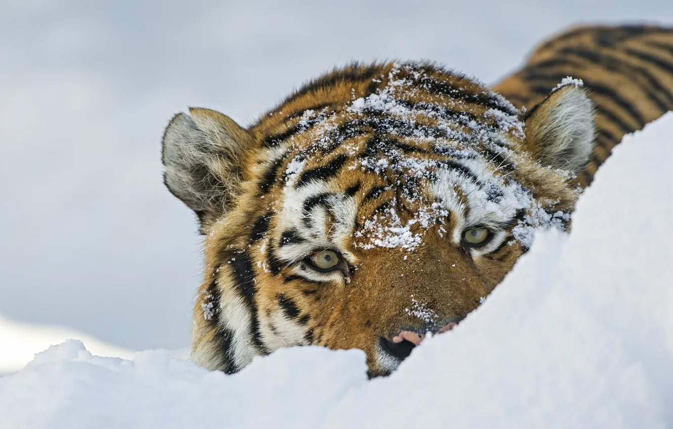 Photo wallpaper look, face, snow, tiger, wild cat