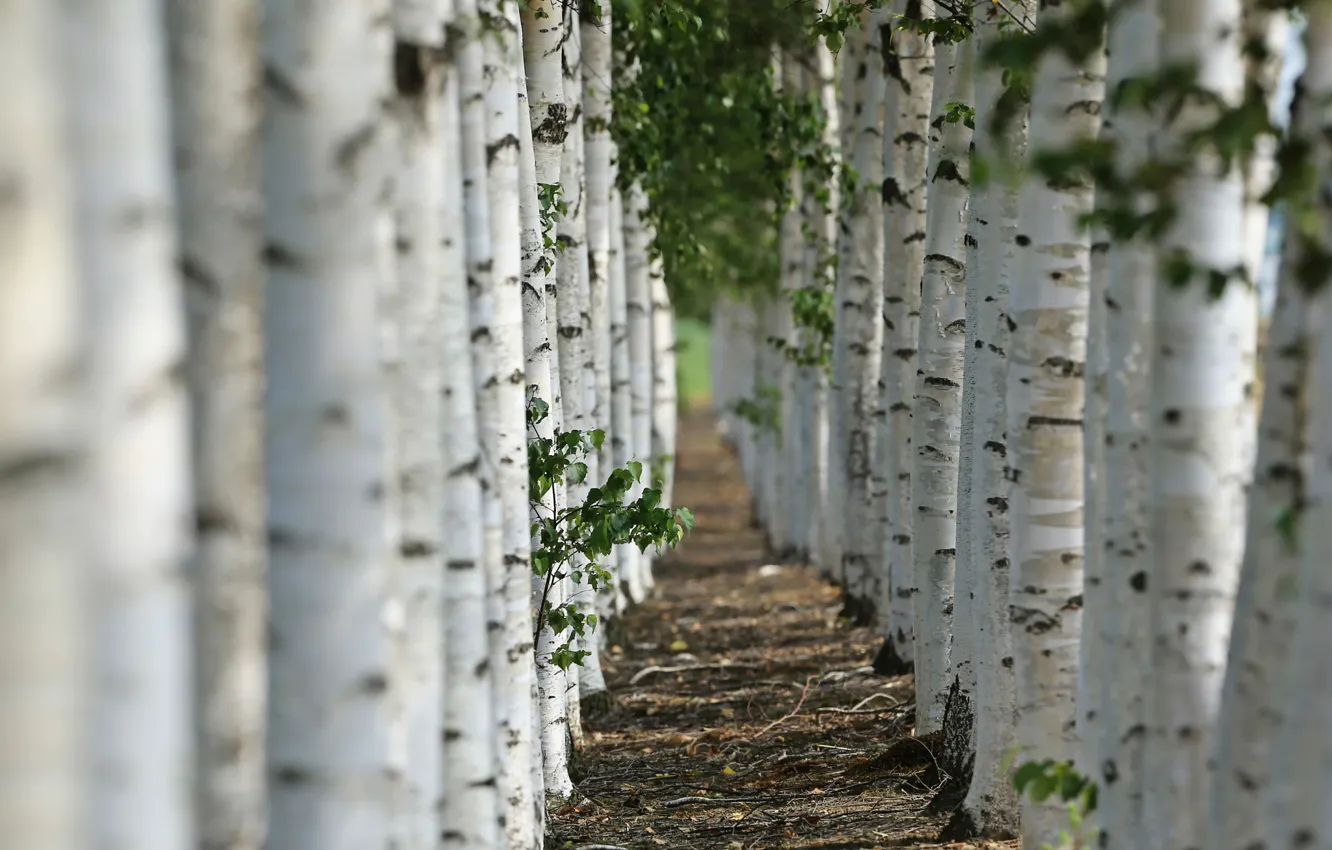 Photo wallpaper macro, alley, birch, bokeh