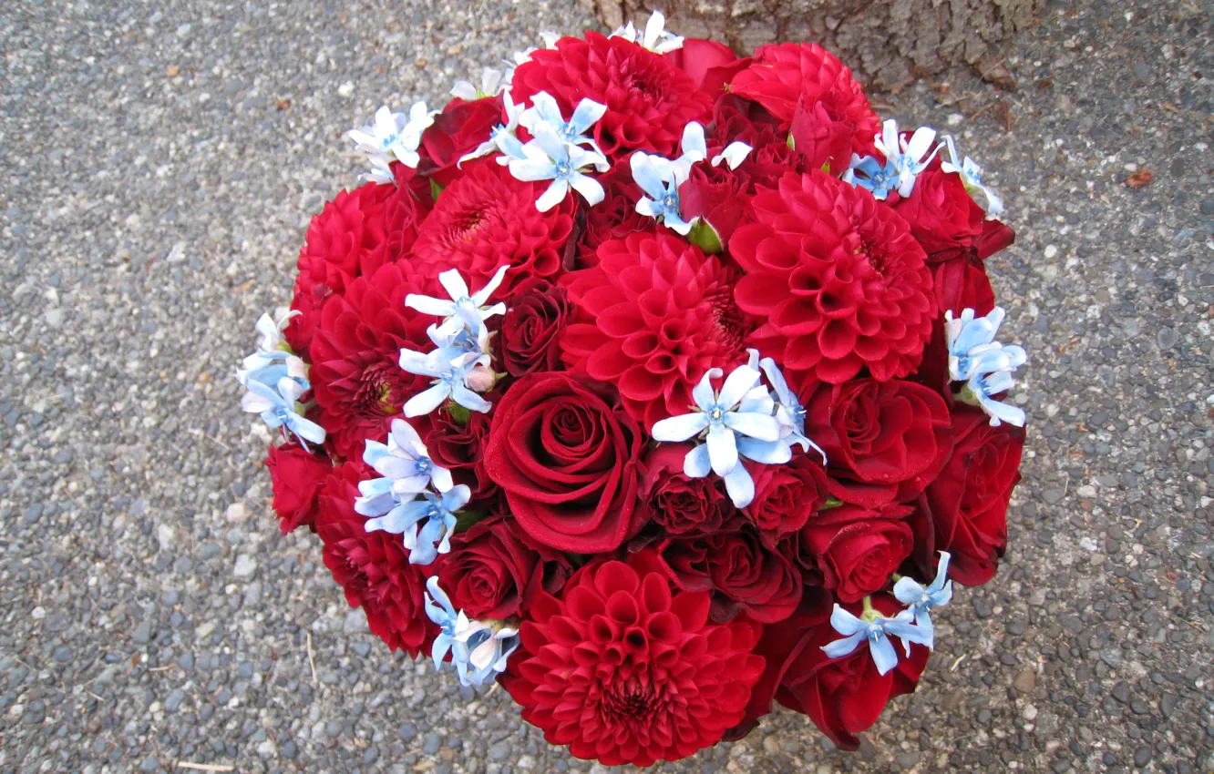 Photo wallpaper flowers, photo, roses, bouquet, Burgundy, dahlias