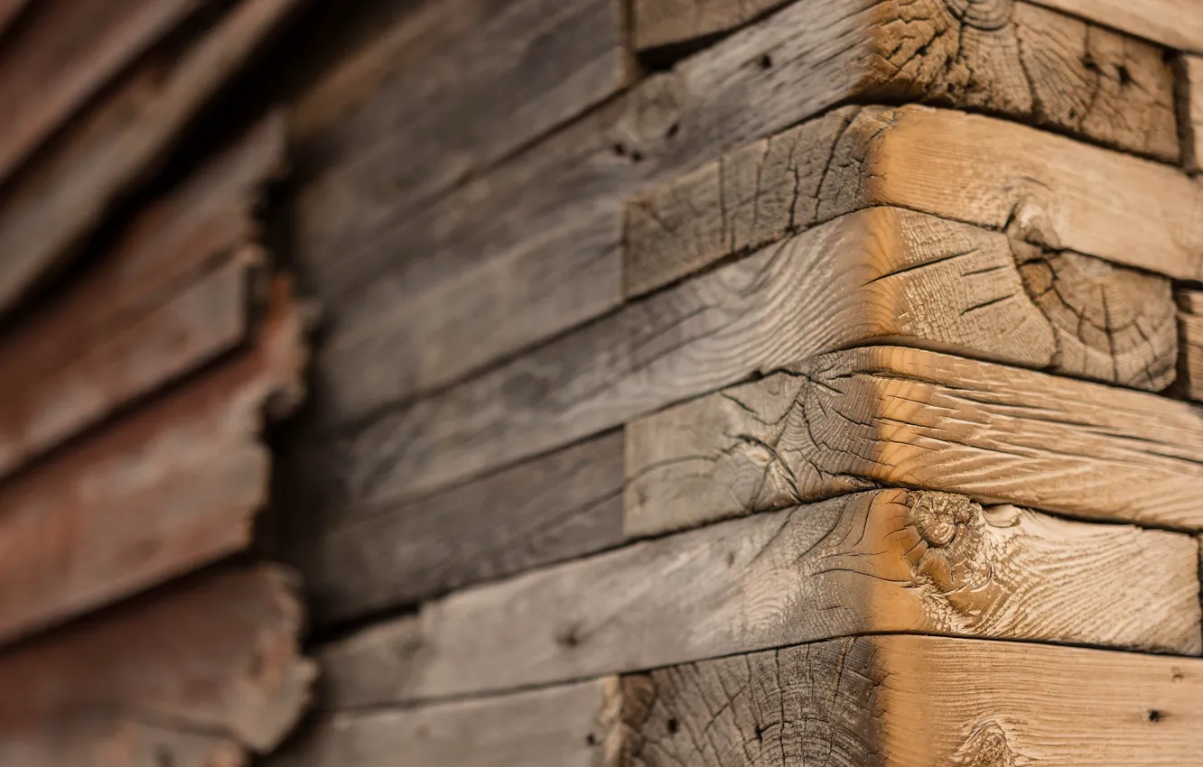 Photo wallpaper macro, trees, background, Board