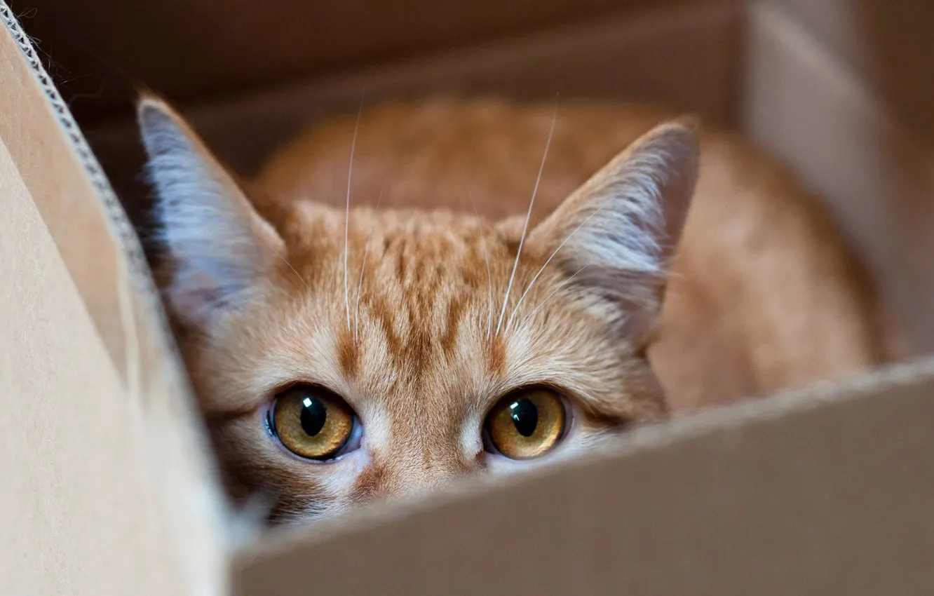 Photo wallpaper cat, macro, hide and seek