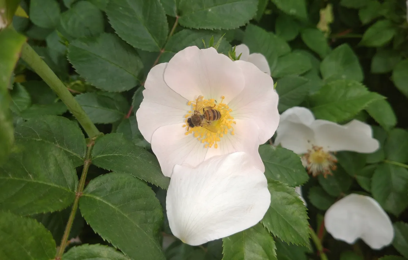 Photo wallpaper flower, macro, bee, briar, Meduzanol ©
