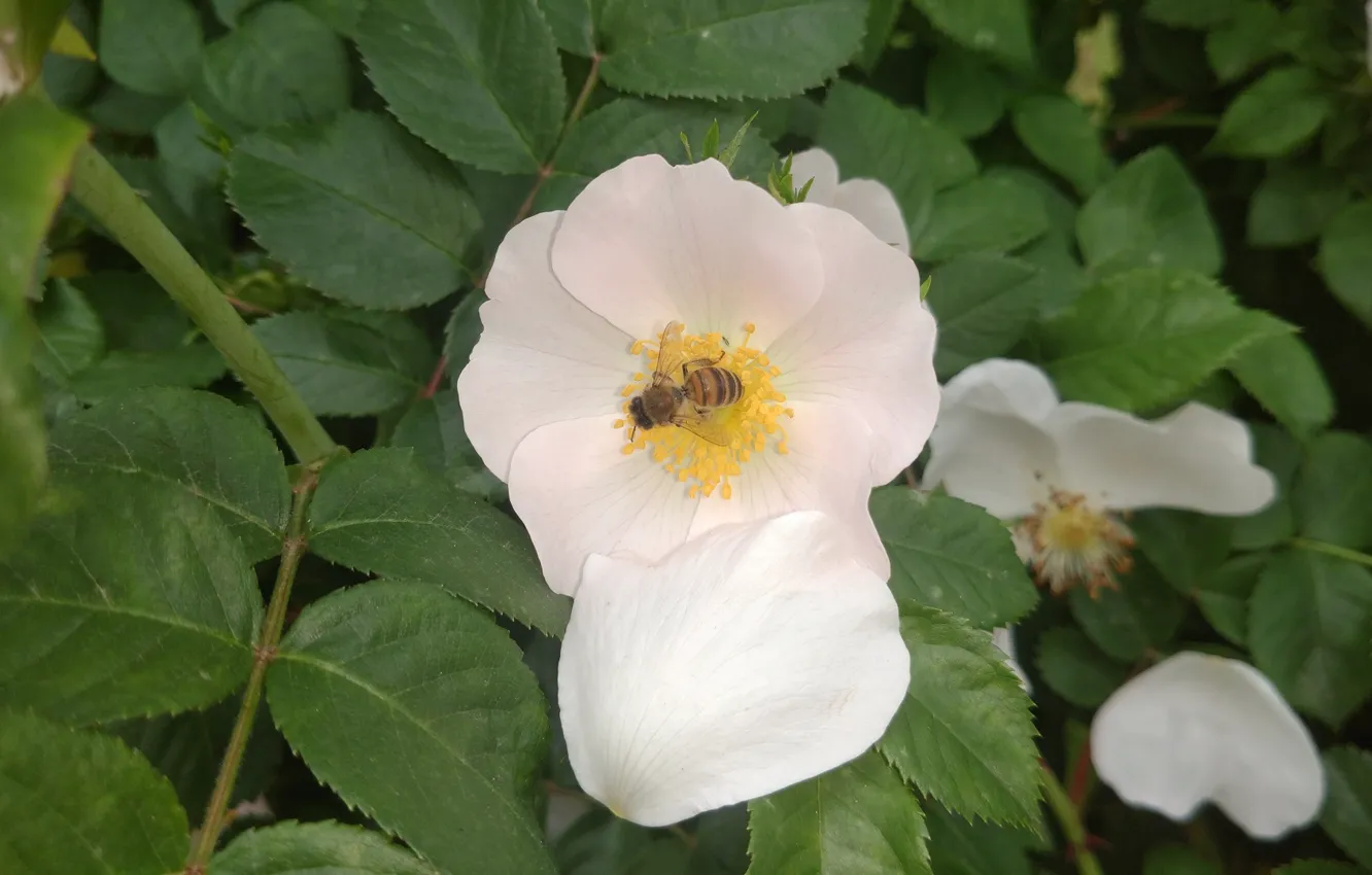 Photo wallpaper flowers, Meduzanol ©, briar, bee, macro