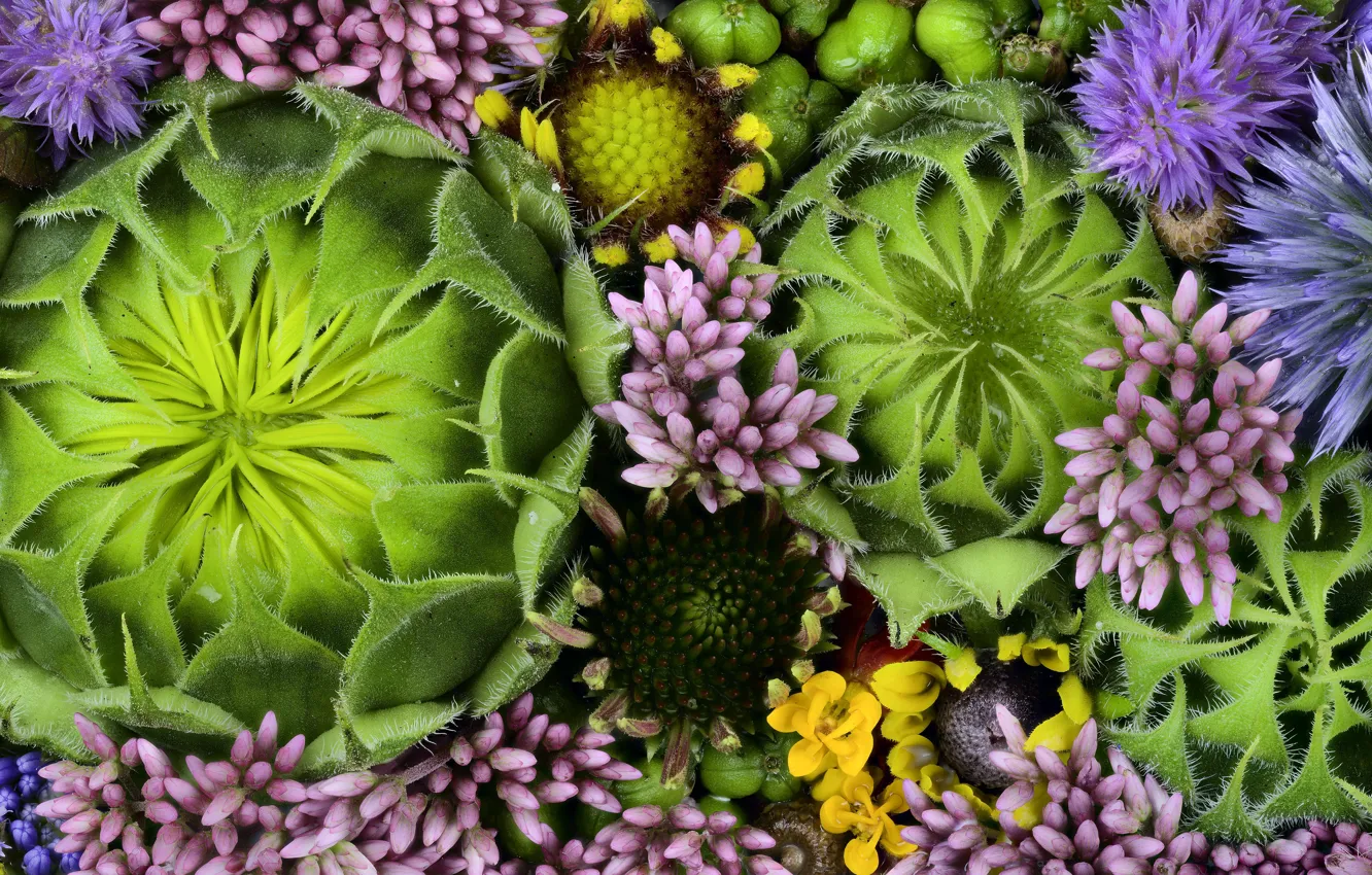 Photo wallpaper plant, texture, buds, Martin Dollenkamp