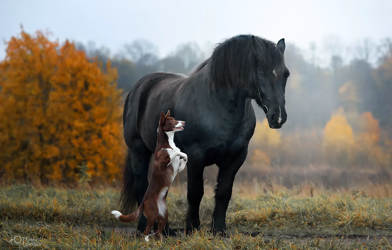 Photo wallpaper autumn, horse, horse, dog, stand, Natalia Ponikarova