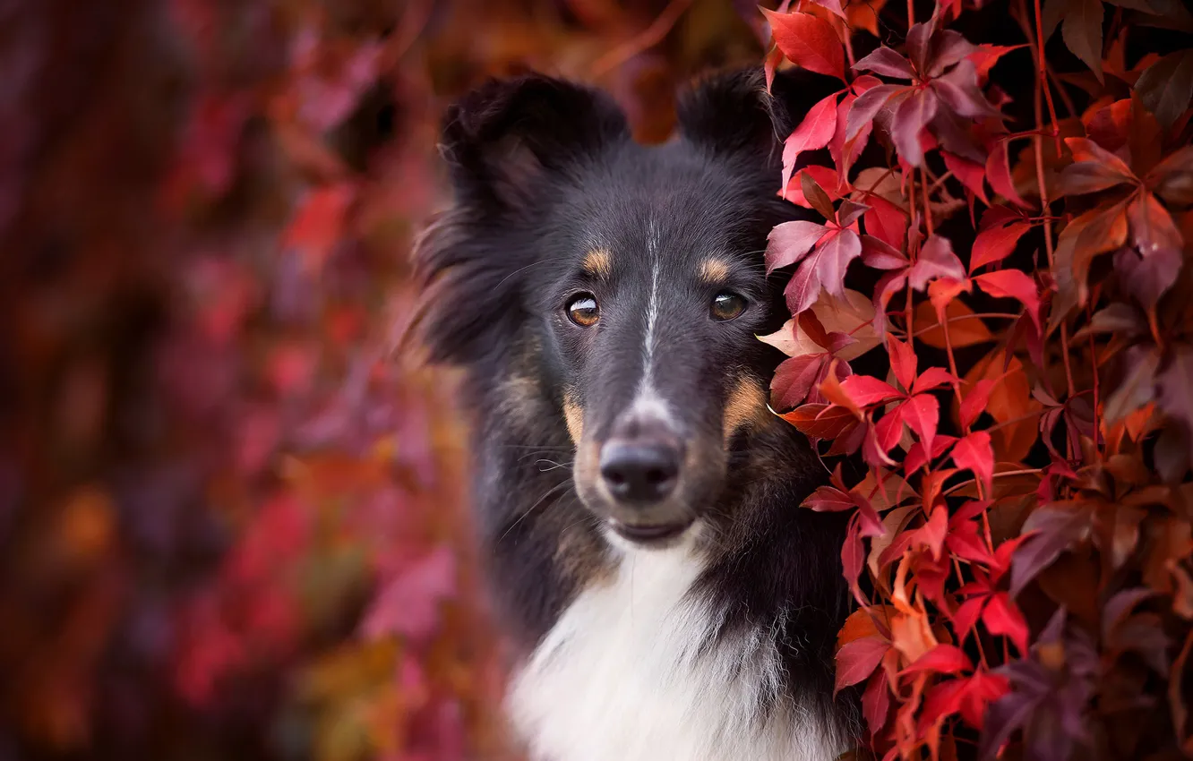 Photo wallpaper autumn, look, face, leaves, foliage, portrait, dog, puppy