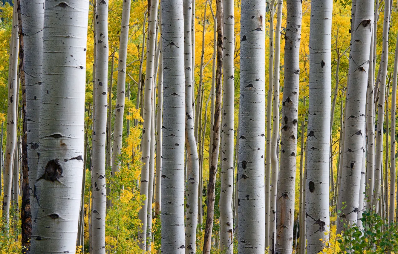 Photo wallpaper autumn, forest, aspen