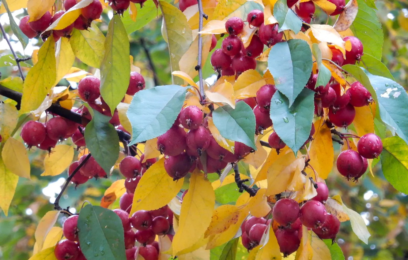 Photo wallpaper autumn, leaves, trees, nature, widescreen, Wallpaper, apples, wallpaper