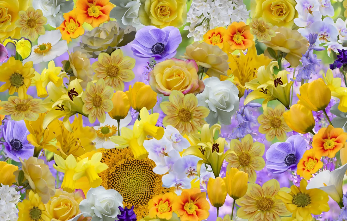 Photo wallpaper flowers, different, spring