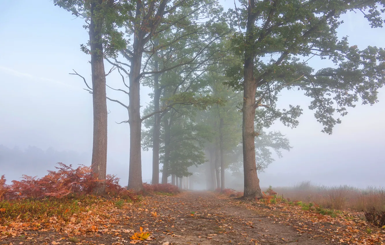 Photo wallpaper road, autumn, the sky, trees, branches, fog, branch, foliage