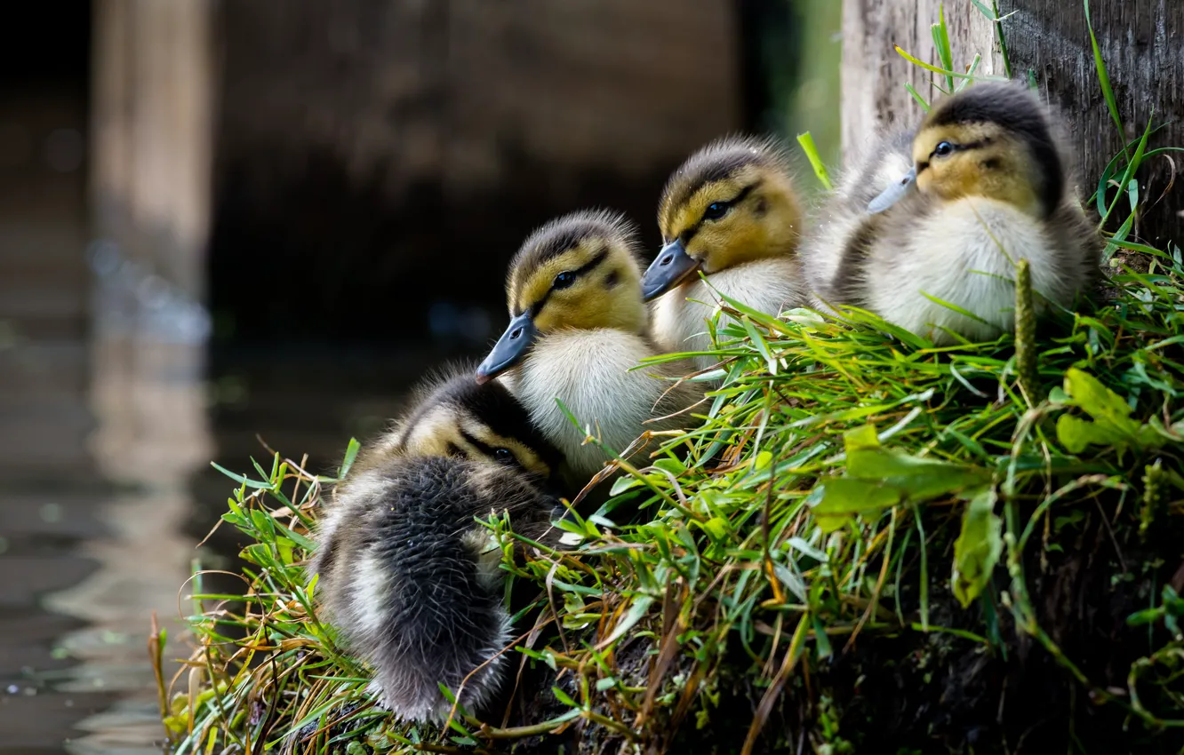 Photo wallpaper duck, Chicks, brood, duck, shore, pond, grass, bird