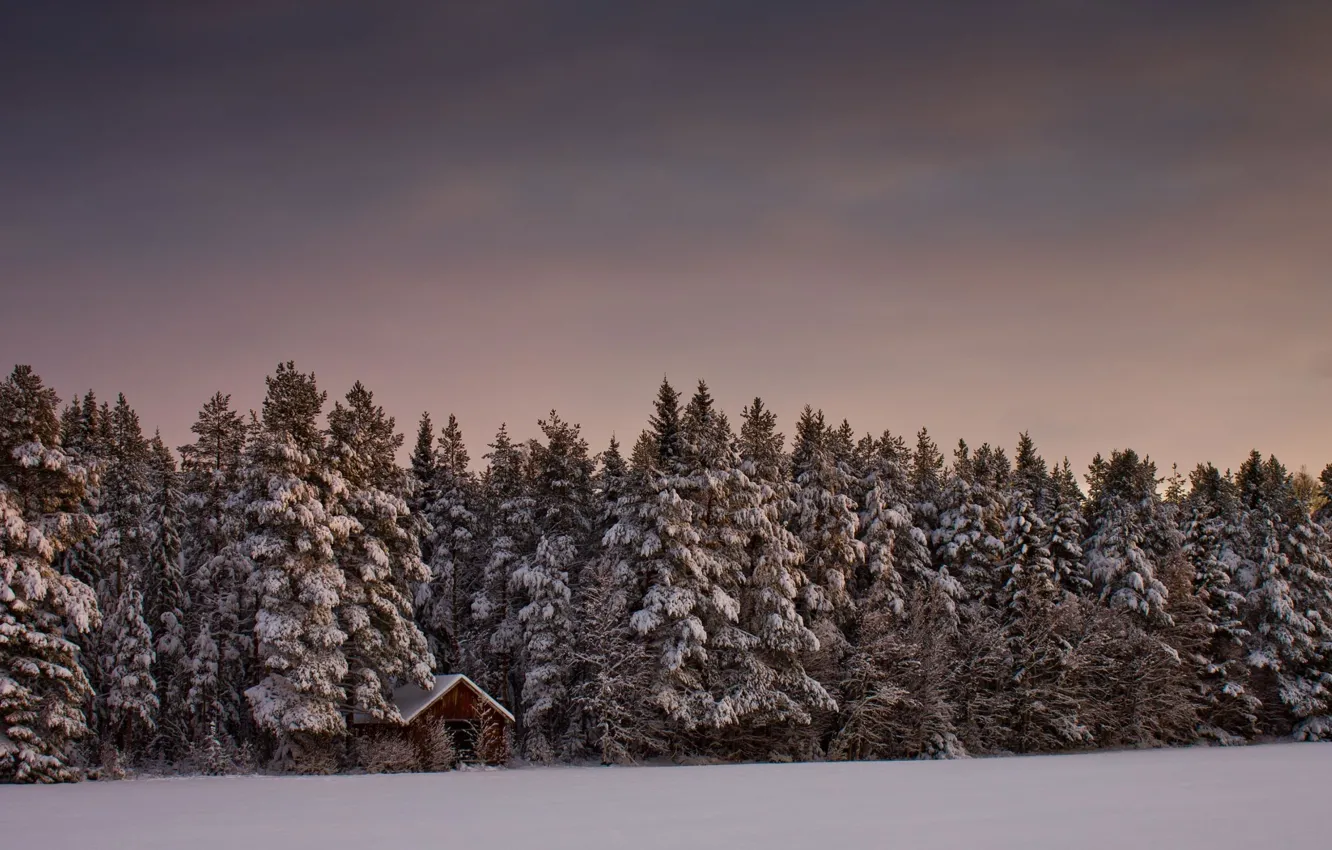 Photo wallpaper winter, forest, snow, trees, home
