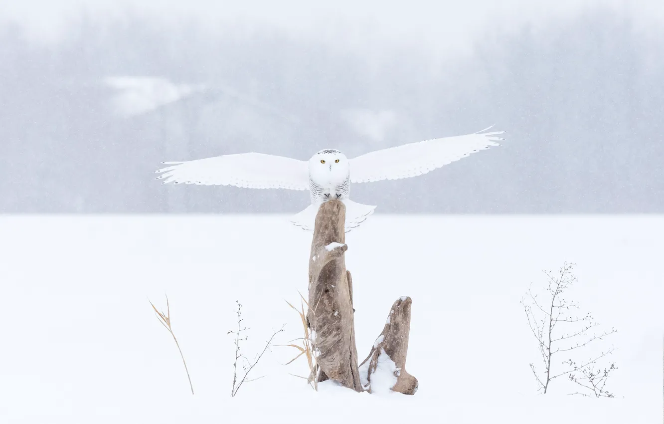 Photo wallpaper winter, snow, owl, bird, stump, snowfall, snowy owl