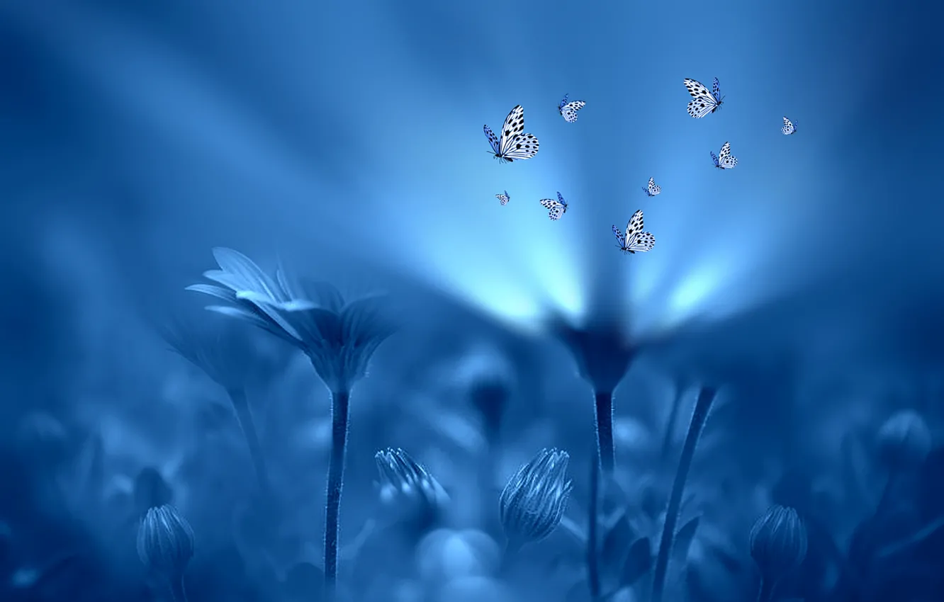 Photo wallpaper light, butterfly, flowers, style, background, blue, Josep Sumalla
