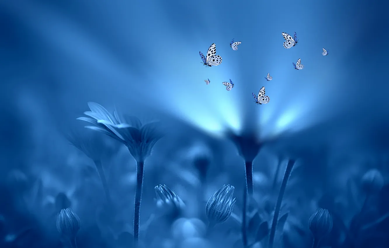 Photo wallpaper light, flowers, style, background, blue, butterfly, Josep Sumalla