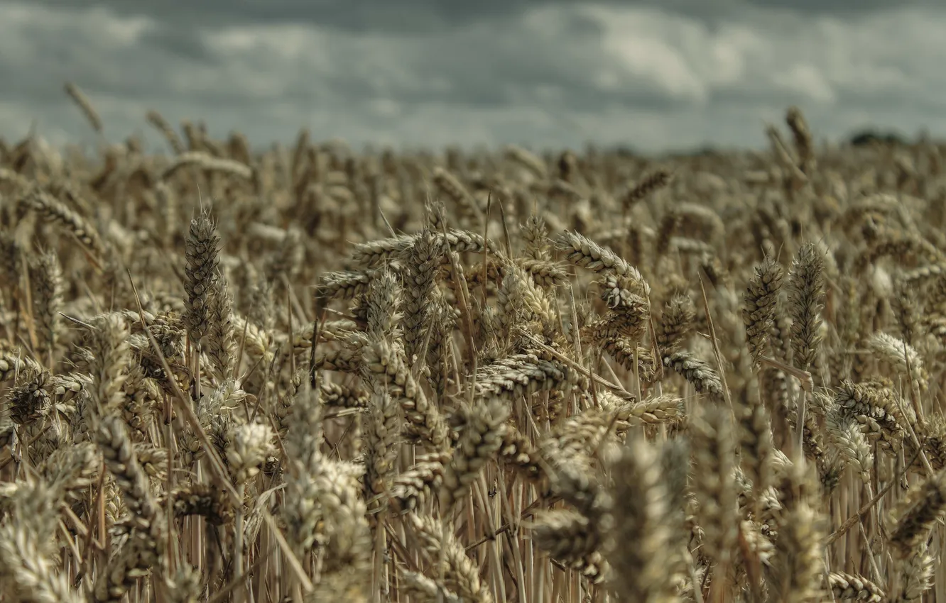 Photo wallpaper wheat, field, nature, harvest, ears