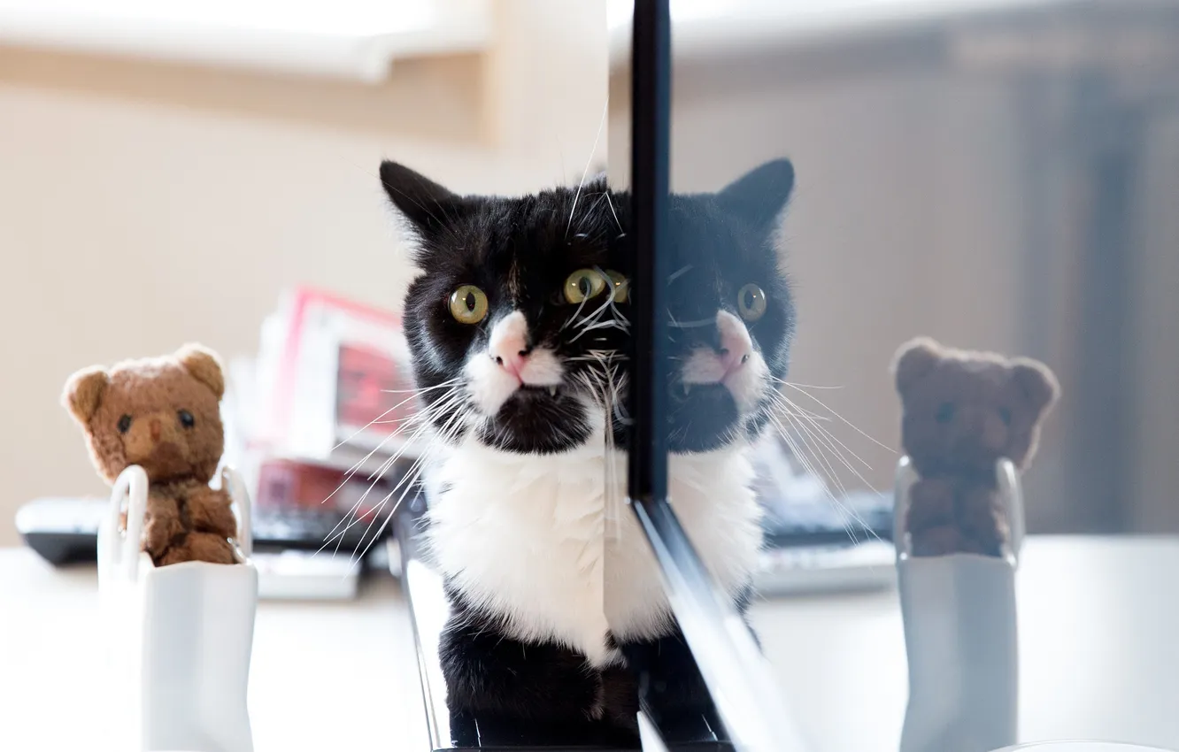 Photo wallpaper cat, cat, mustache, look, reflection
