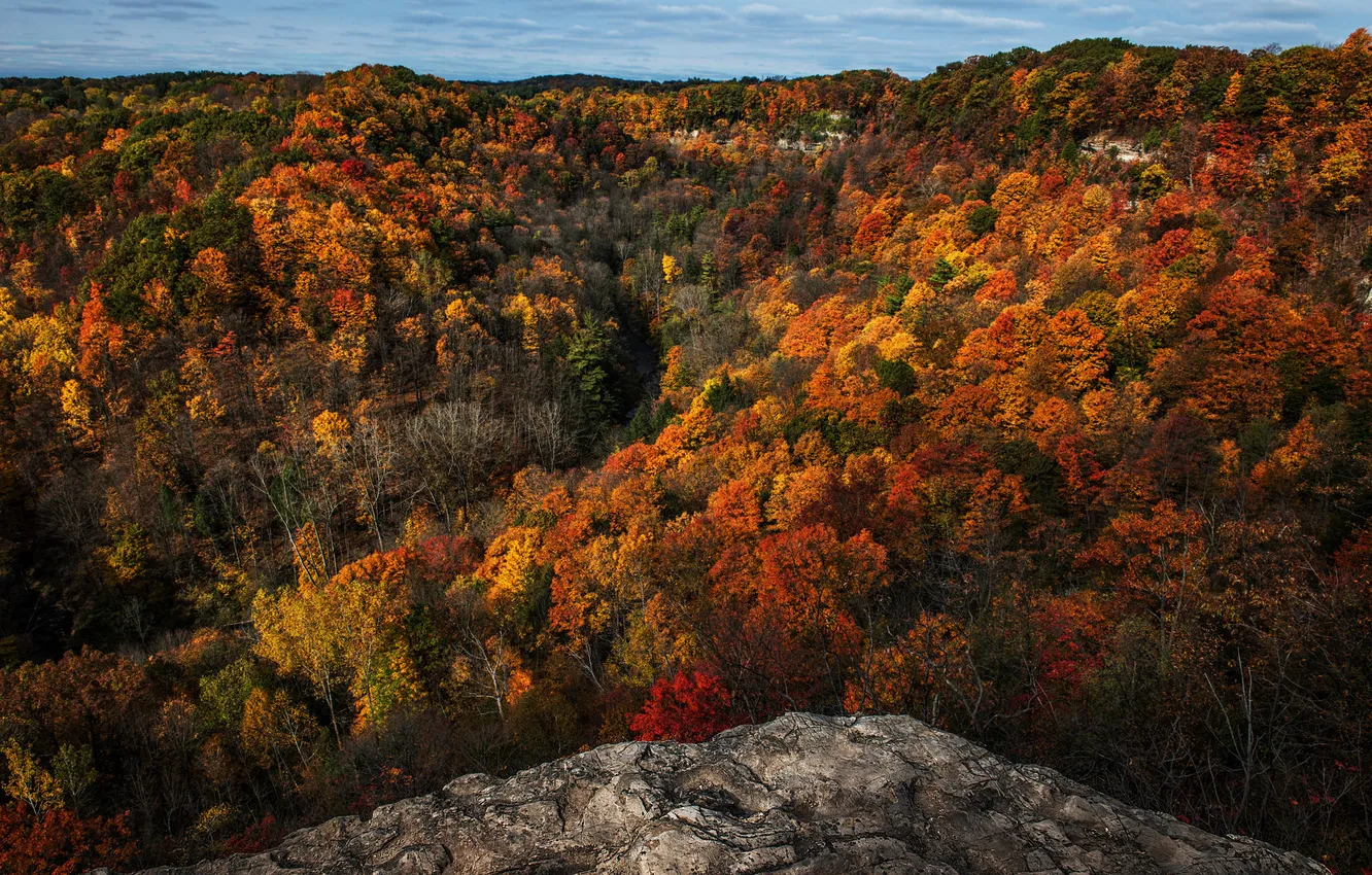 Photo wallpaper autumn, forest, the sky, trees, rocks