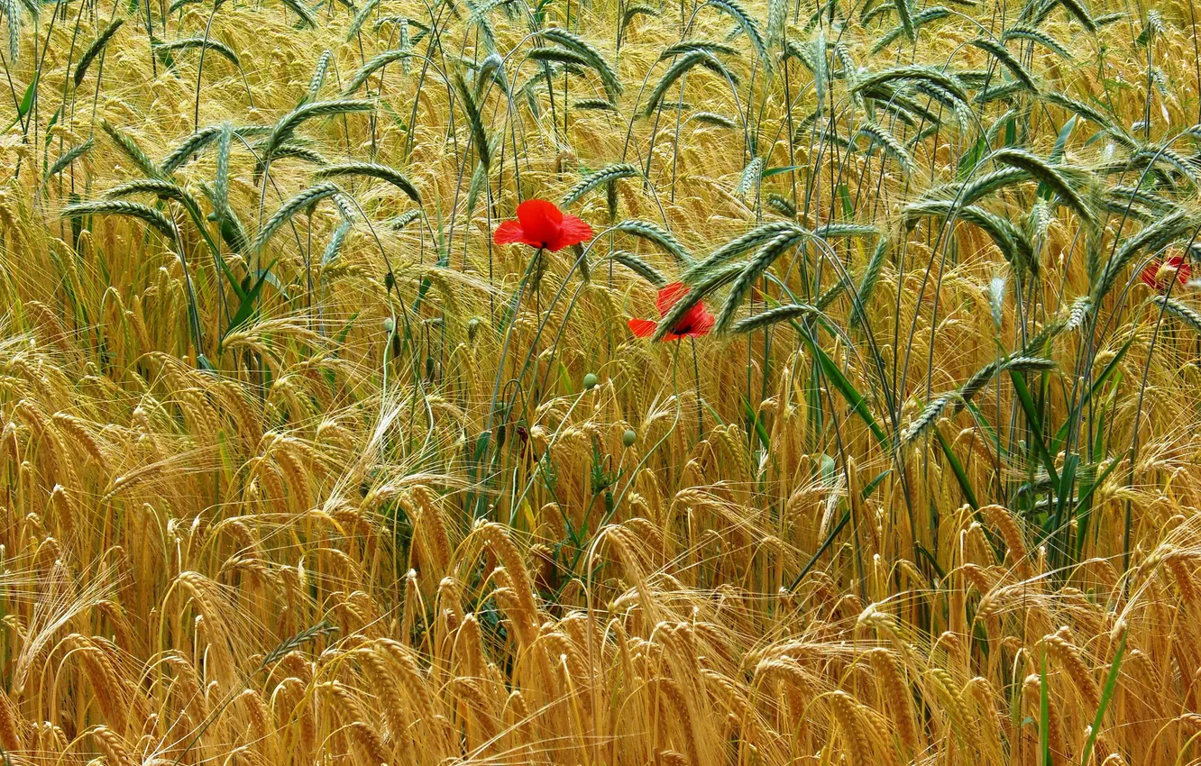 Photo wallpaper field, flowers, Mac, ears
