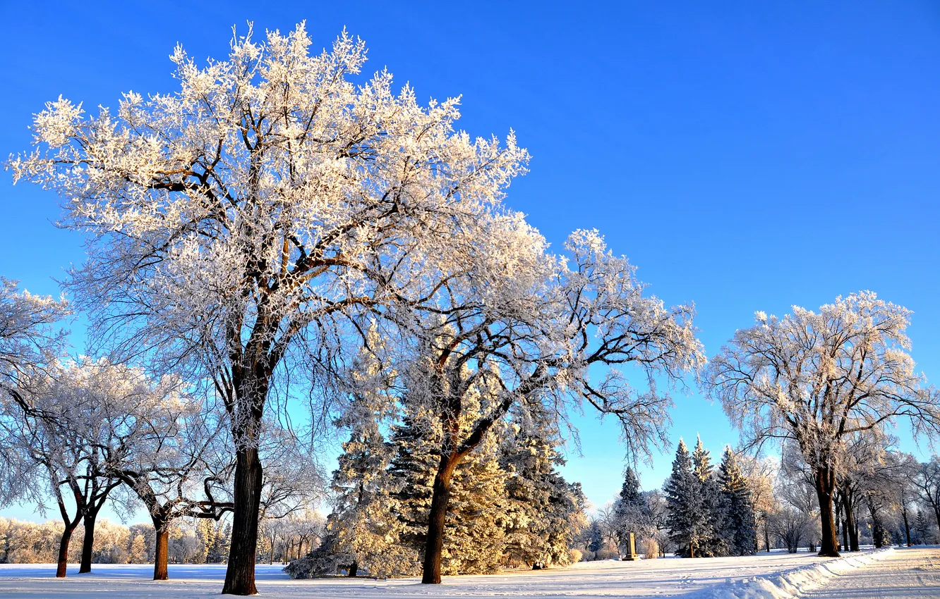 Photo wallpaper winter, road, the sky, snow, trees, Park