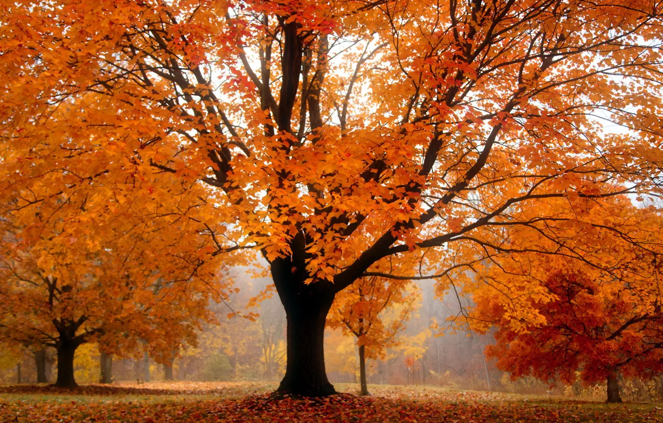 Photo wallpaper autumn, landscape, tree