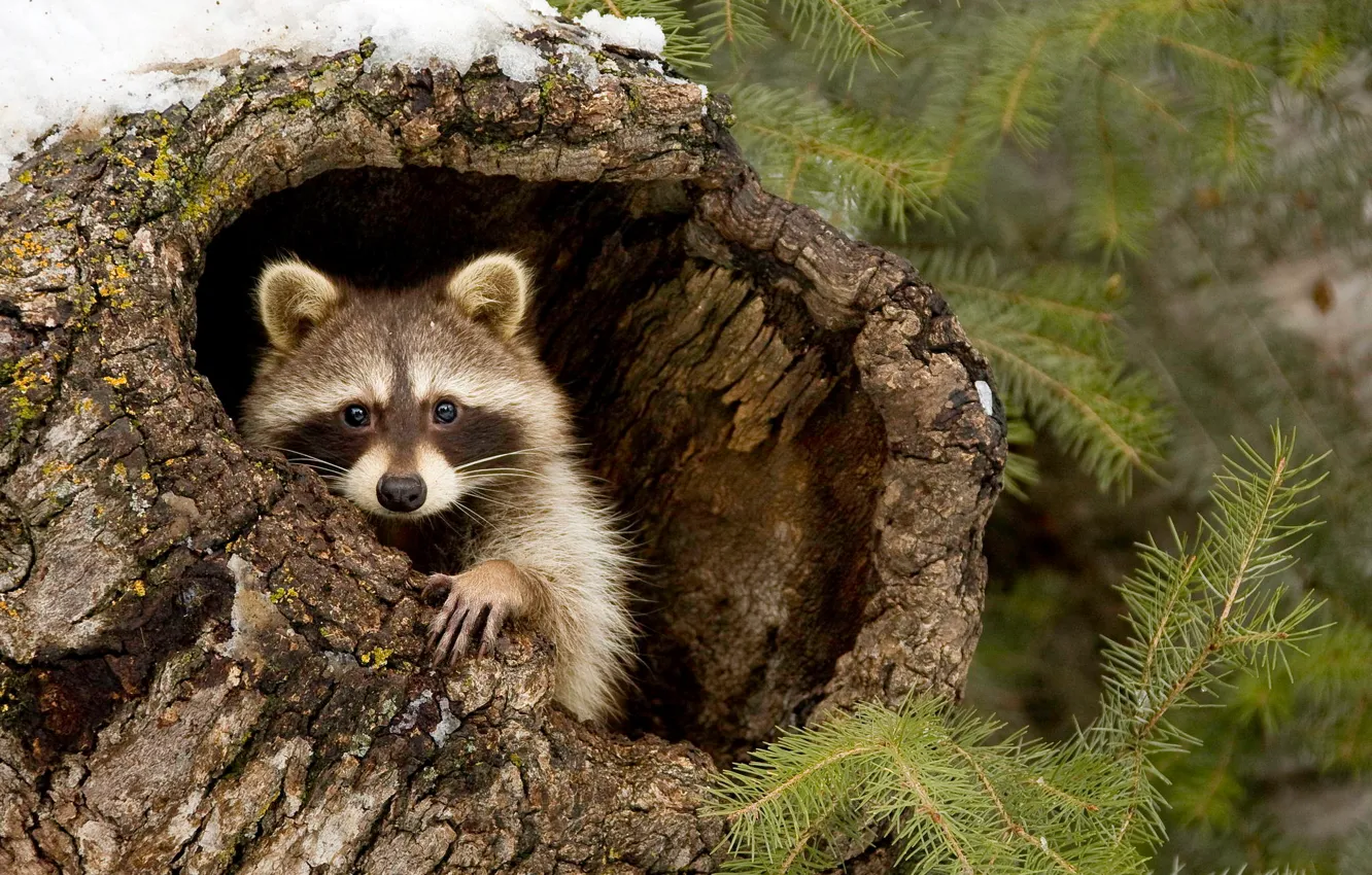 Photo wallpaper forest, snow, trees, branches, raccoon