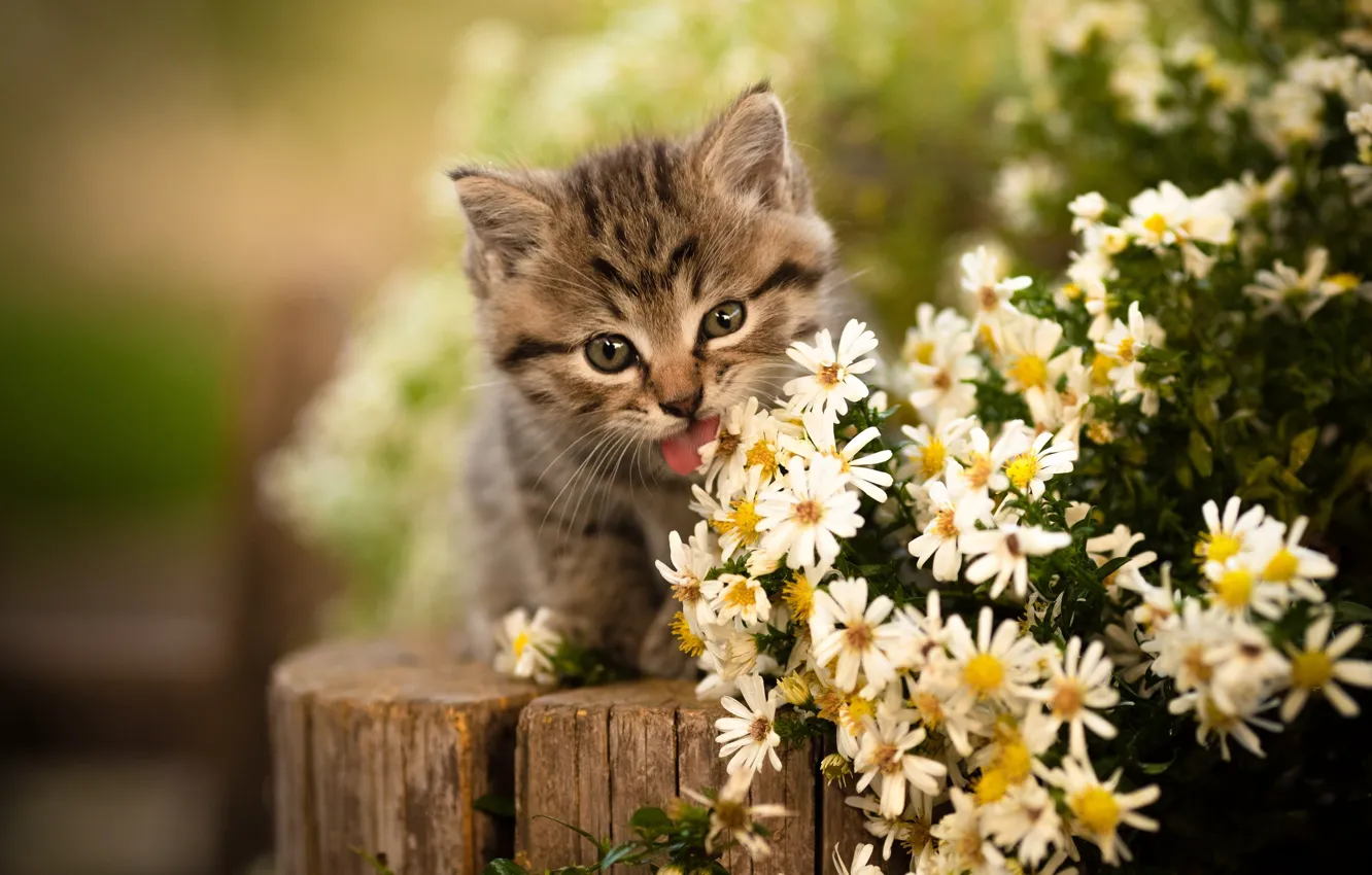 Photo wallpaper flowers, tongue, muzzle, kitty, Yuriy Korotun